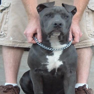 McCoys Sterling Silver Pit Bull front.jpg